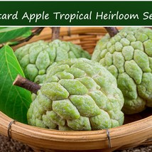 New Fresh Seeds Tropical Seeds Custard Apple 5 Seeds Perfect For Container Garde - $20.56