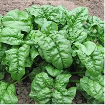 Nobel Giant Spinach 150+ Seeds Heirloom Organic Usa Free Ship - £7.80 GBP