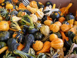 Gourd Seeds Large and Small Mix NON-GMO Ornamental  - $9.61