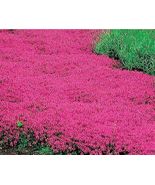 500 Creeping Thyme RED Groundcover Perennial Low HERB Fragrant USA Non-G... - £5.49 GBP
