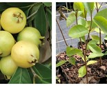 TOP SELLER Lemon Guava Tree (Psidium littorale) 12” in tall in 4” in pot - $65.93