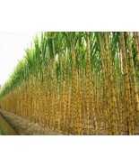 100 Sugar Cane Seeds Garden Fresh - $16.21