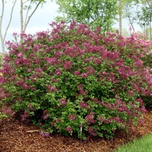Bloomerang Dark Purple Reblooming Lilac - Live Plant - 4&quot; Pot - $29.00