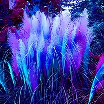 800 Seeds pampas grass - $11.65