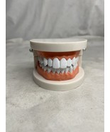 Dental Denture Gums Model 28Pcs Standard Adult Teeth Model Medical Teach... - $10.00