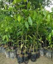 2 agerwood (oud ) tree plant ,most expansive wood ,perfume making  your ... - £23.56 GBP