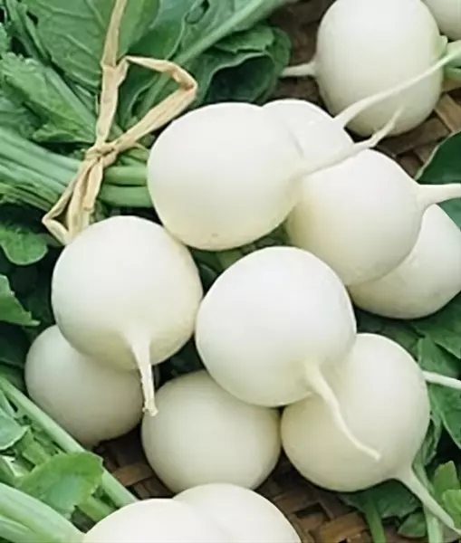 Fresh Seeds Radish White Globe Great Vegetable 1 Oz Seeds - £15.63 GBP