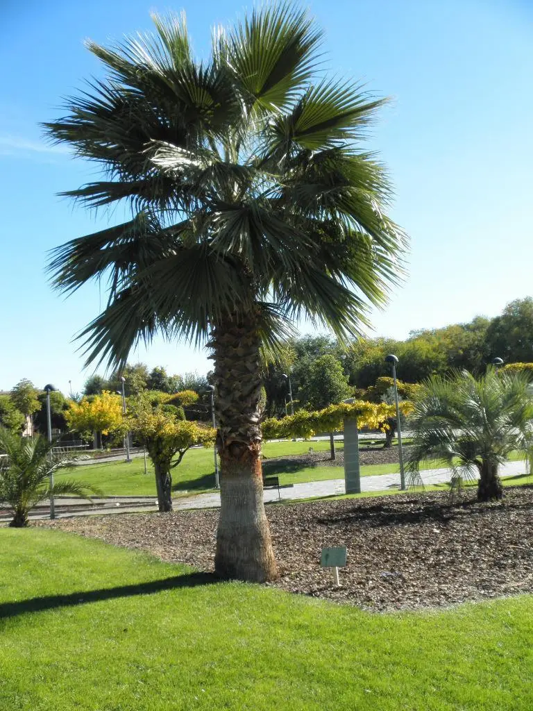 Mexican Fan Palm ( Washingtonia Robusta) 10 Seeds - £6.26 GBP