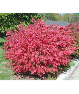 10 Dwarf Burning Bush bare root plants-Euonymus alatus hardy shrub - £11.83 GBP