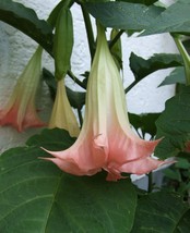 Brugmansia Suaveolens Pink Angels Trumpet Seeds Fresh Seeds Fast Shipping - £12.85 GBP