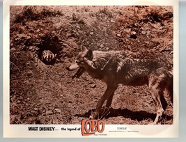 Legend Of Lobo...King Of The Wolfpack-11x14-Color-Lobby Card-Disney - $32.98