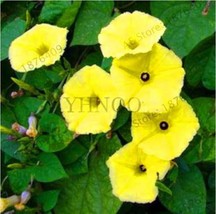 Beautiful Morning Glory Seeds Yellow Flowers - $6.00