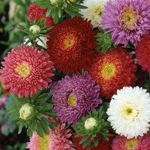 ENIL Aster, China POWDERPUFF Mix Double Blooms Heirloom Cut Flowers 200 Seeds - £3.58 GBP