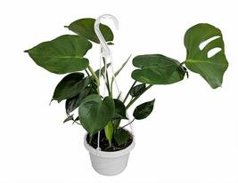 6&quot;Hanging Pot Monstera Split Leaf Philodendron Plant Edible Fruit Like Pineapple - £67.23 GBP