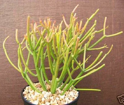 Euphorbia Tirucalli V Rosea @J@ Fire Stick Red Pencil Cactus Plant Succulent 1g - £23.91 GBP