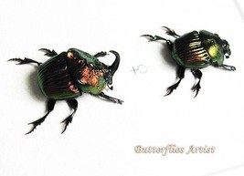 Rainbow Scarabs Phanaeus Mexicanus PAIR Real Beetles Framed Entomology Shadowbox - $74.99