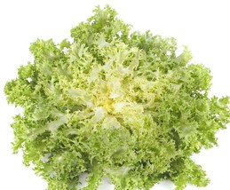 Fresh Seeds Endive Frisse Seeds One Gram Appr 200 Sds Delicious Fresh - £14.02 GBP