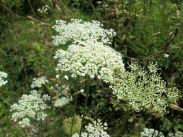 Queen Anns Lace 10 000 Seeds Daucus Carota Wild Carrot Hardy Fresh Garden - $29.99