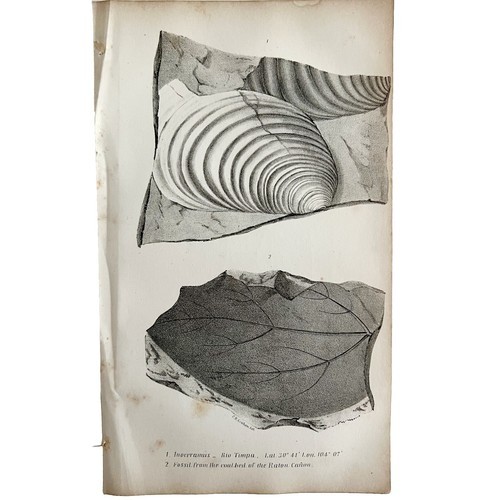 Coal Bed Fossils 1847 Executive Documents Hand Lithograph Victorian Rare DWAA1A Item image 2