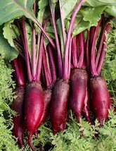 Seeds 200 Cylindra Beet Seeds Grow Easy - £5.40 GBP