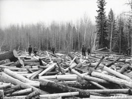 Photo Minnesota in 1937 look for a strong log to build a loading boom - £10.99 GBP