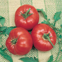 HS  50 Seeds Park&#39;S Early Challenge Tomato Tomatoe Vegetable Garden Edible Canni - £3.52 GBP