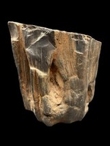 Petrified Wood Knots 4&quot; x 5&quot; Midwest Natural Piece Rough Relic - £33.80 GBP