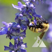 Wildflower Mix Bumble Bee Buffet 16 Flower Species Pollinators Usa 500+ ... - £7.79 GBP