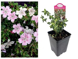 Pink Mountain Serissa Tree - 2.5&quot; Pot - House Plant, Fairy Garden Plant - £29.63 GBP