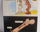1978 Walt Disney&#39;s Fun &amp; Facts Flashcard #DFF4-2: Our Skeleton Framework - $2.00