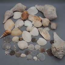 Large Lot of Sea Shells Crafts Hobbies Wedding Party - £16.19 GBP