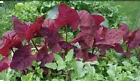 RED ORACH SEEDS Giant Lambsquarters Mountain French Spinach Giant NON GM... - $6.99