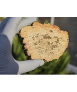 Petrified Wood Stone Decorative Crystal Slice (M01) - $423.89 MXN