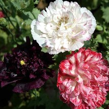 Peony Seeds Antique Shades Mixture 10000 Seeds Fresh USA Fast Shipping -... - $18.99