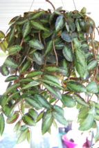 Rare Polynesian Ivy Trailing Watermelon Vine Pellionia Repens Begonia Ho... - £5.49 GBP