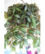 Rare Polynesian Ivy Trailing Watermelon Vine Pellionia Repens Begonia Houseplant - £5.51 GBP