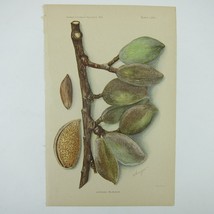 Jordan Almond Lithograph Botanical Art Print Kitchen Dining Decor Antique 1902 - £16.23 GBP
