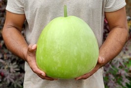 Grow 5 Calabash Round Bottle Gourd Asian Squash Pugua Nam Tao Yao Opo Seeds - £6.80 GBP