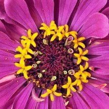 Purple Prince Zinnia Seeds Gardening Fresh USA Shipping - $24.80