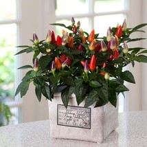 USA Seller 25 Ornamental Pepper Seeds Ornamental Acapulco Multicolor Plant Seeds - $20.27