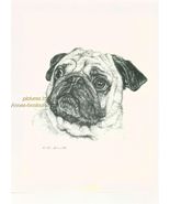 # 65 PUG portrait dog art print * Pen and ink drawing * Jan Jellins - $12.50