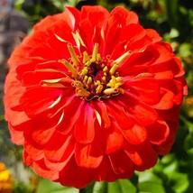 New Fresh Seeds Cherry Queen Zinnia Seeds Organic Zinnia Elegans Seeds Red Outdo - $7.98