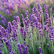 Lavender Organic Seeds Fresh Seeds From US - $9.98