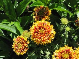 USA Sundance Bicolor Gaillardia Pulchella Indian Blanket Flower 30 Seeds - £8.75 GBP