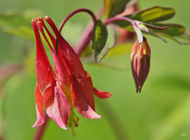 Thjar Columbine, Wild Red Canadian, Perennial 100 Seeds - $4.99