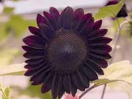 15 PCS Seeds Black Magic&#39; Almost Black Red Ornamental Sunflowers - $200.39 MXN