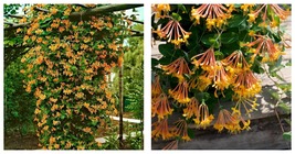 Starter Plant Mandarin Honeysuckle Lonicera Vine Butterfly &amp;Hummingbird ... - £35.76 GBP