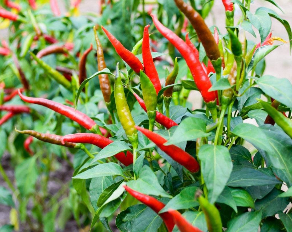 Cayenne Pepper Seeds Organic Pepper Seeds Seeds Peppers Fresh Seeds - $2.98