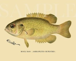 Vintage Rock Bass Fish Picture 8X10 Fine Art Color Print Old Antique Fishing Vtg - £3.92 GBP