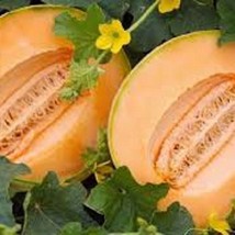 Delicious 51 Cantaloupe - Organic, Heirloom Seed - Very Sweet Very Popul... - $8.98